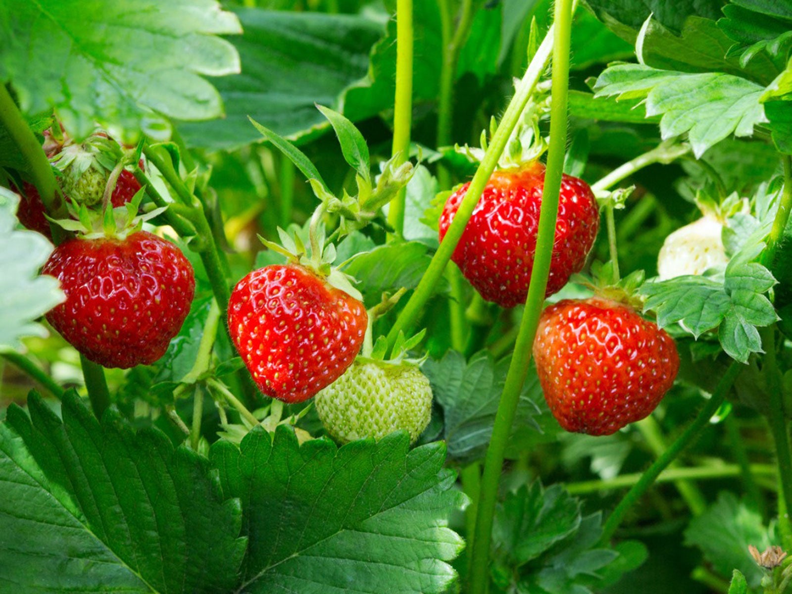 Aardbeienplanten